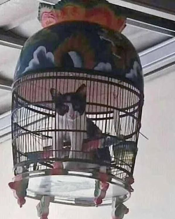 hewan peliharaan malah salah kandangnya © berbagai sumber