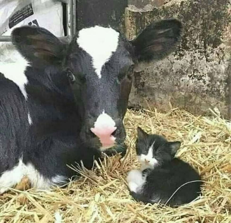 hewan peliharaan malah salah kandangnya © berbagai sumber