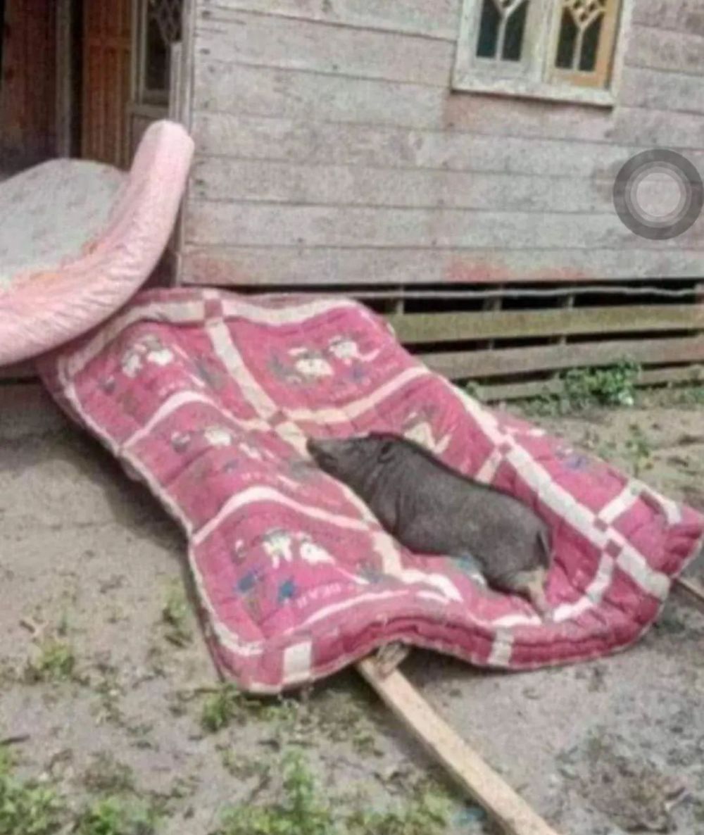 hewan peliharaan malah salah kandangnya © berbagai sumber