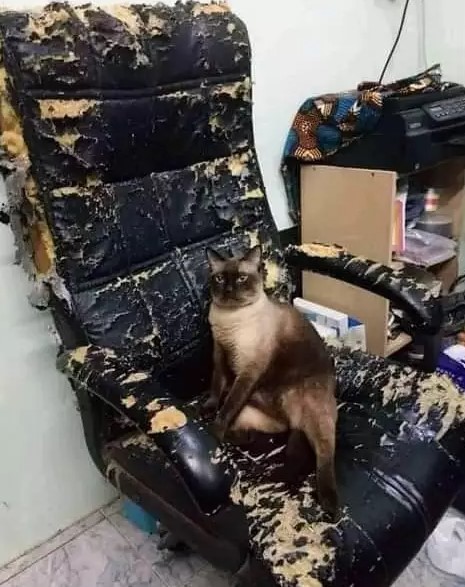 barang rusak akibat hewan peliharaan © berbagai sumber barang rusak akibat hewan peliharaan © berbagai sumber