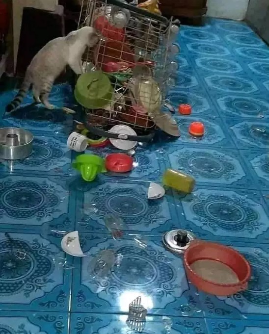 barang rusak akibat hewan peliharaan © berbagai sumber barang rusak akibat hewan peliharaan © berbagai sumber