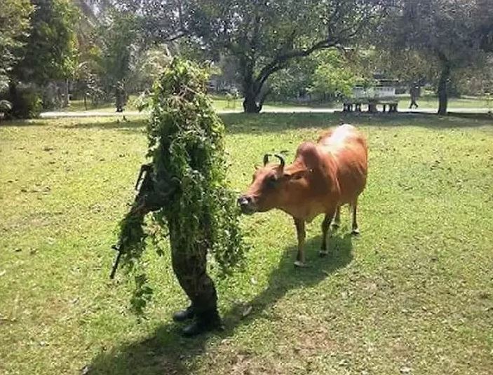 tanaman di atas kepala © berbagai sumber