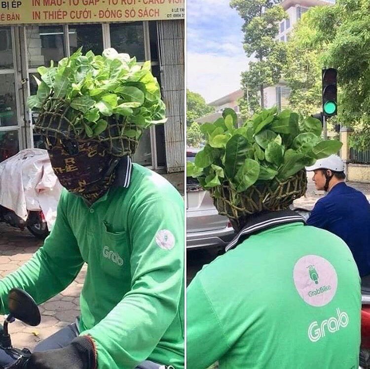 tanaman di atas kepala © berbagai sumber