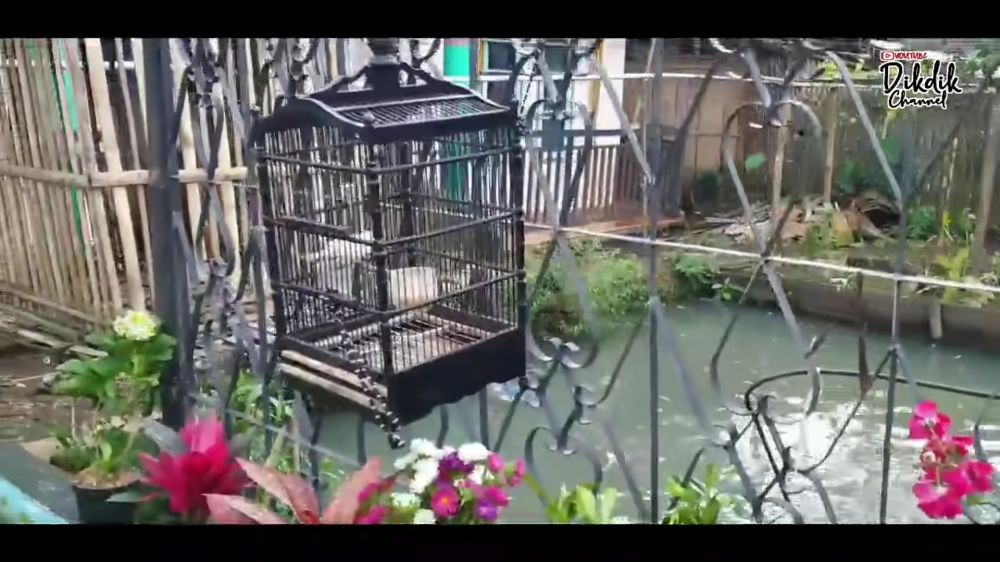 Kang Gobang Preman Pensiun urus empang © berbagai sumber