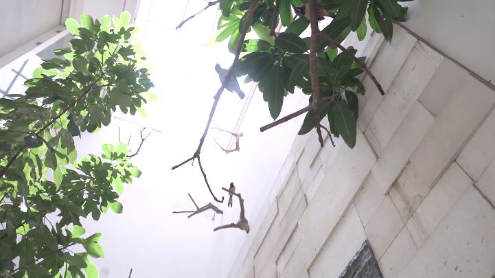11 Potret rumah Dodit Mulyanto, kandang burung bak hutan tengah kota