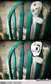 Potret lucu kucing terjepit di tempat nggak biasa Berbagai sumber