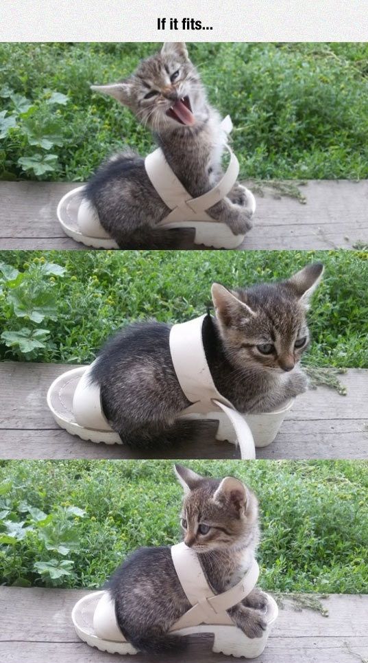 Potret lucu kucing terjepit di tempat nggak biasa Berbagai sumber