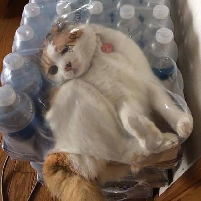 Potret lucu kucing terjepit di tempat nggak biasa Berbagai sumber