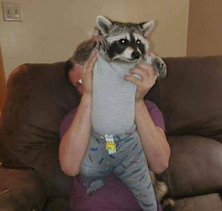 Potret lucu hewan saat pakai kostum Berbagai sumber