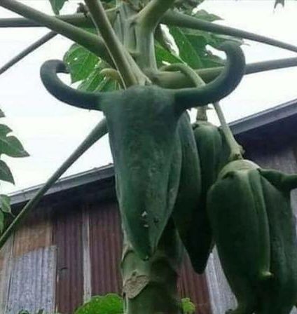 penampakkan pohon beda dengan buahnya Berbagai sumber penampakkan pohon beda dengan buahnya Berbagai sumber