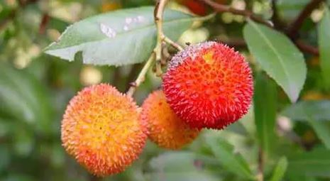 penampakkan pohon beda dengan buahnya Berbagai sumber penampakkan pohon beda dengan buahnya Berbagai sumber