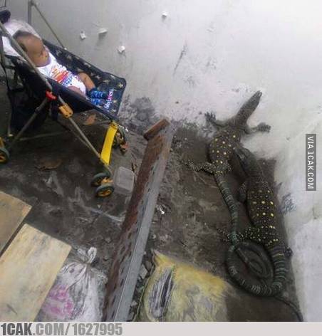 desain kandang bentuknya nyeleneh © berbagai sumber