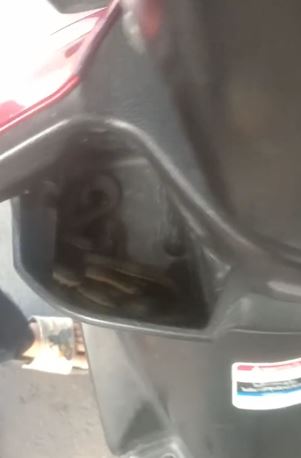 Wanita ini temukan ular di dashboard motor TikTok