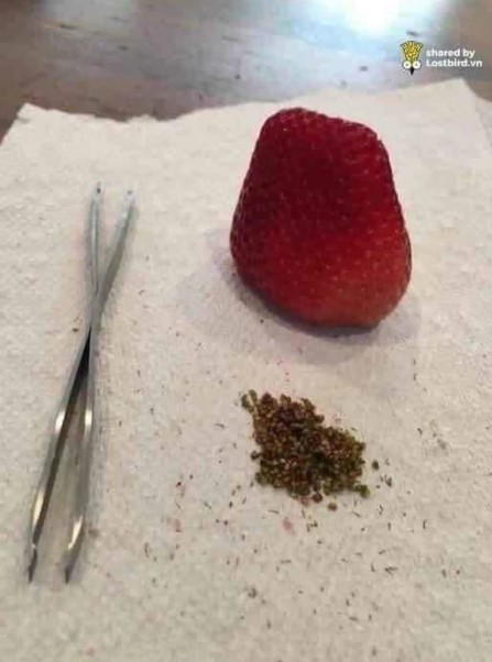 orang kelewat gabut dengan makanan © berbagai sumber