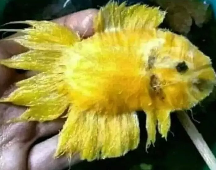 orang kelewat gabut dengan makanan © berbagai sumber