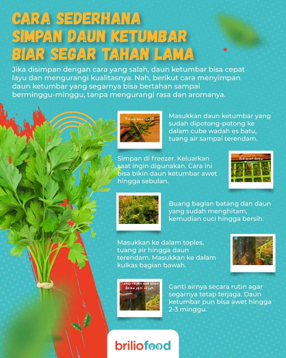 Cara sederhana menyimpan daun ketumbar, awet dan tetap segar