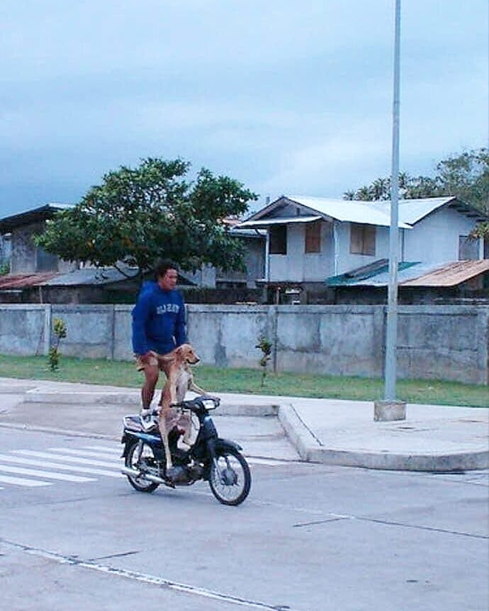 hewan diboncengin motor nyeleneh © berbagai sumber