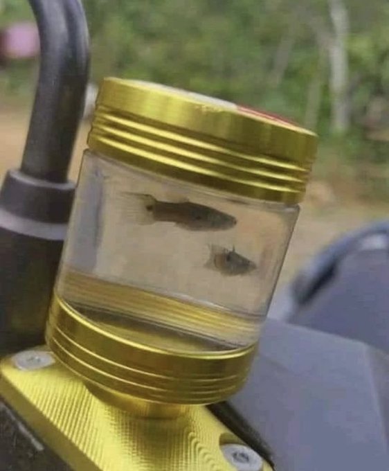 hewan diboncengin motor nyeleneh © berbagai sumber