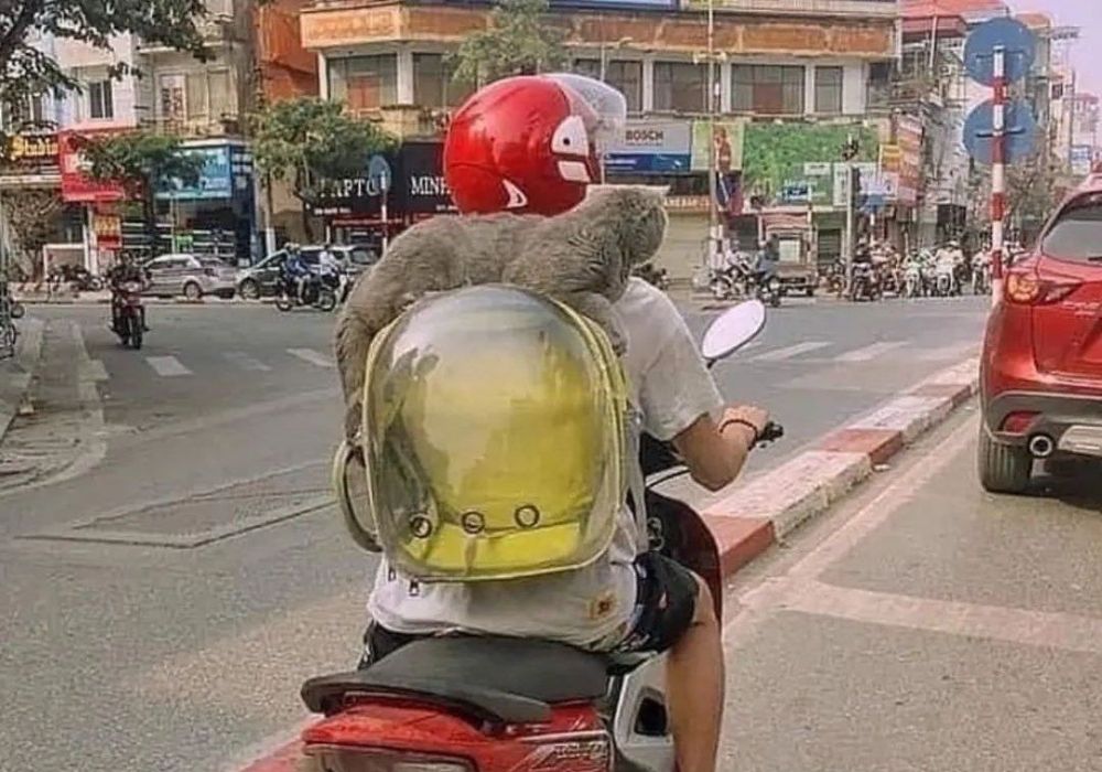 hewan diboncengin motor nyeleneh © berbagai sumber