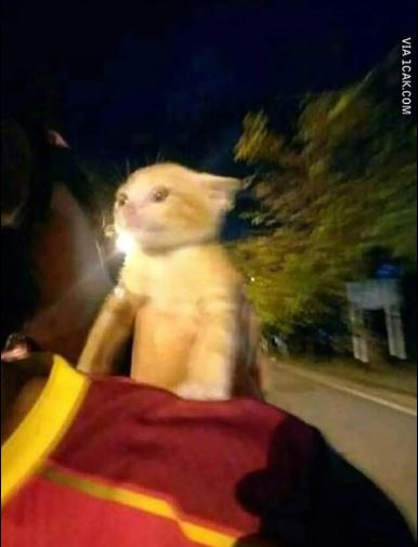 hewan diboncengin motor nyeleneh © berbagai sumber