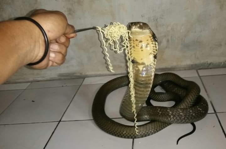 sarapan pakai mi instan © berbagai sumber sarapan pakai mi instan © berbagai sumber