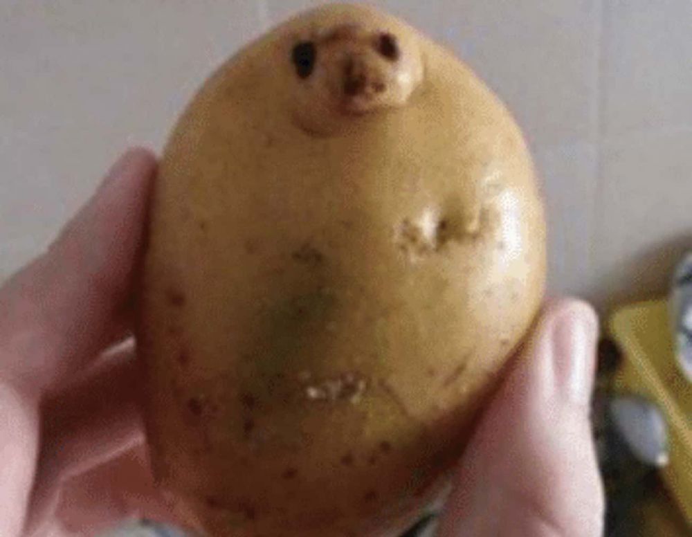 benda nggak sengaja mirip hewan © berbagai sumber