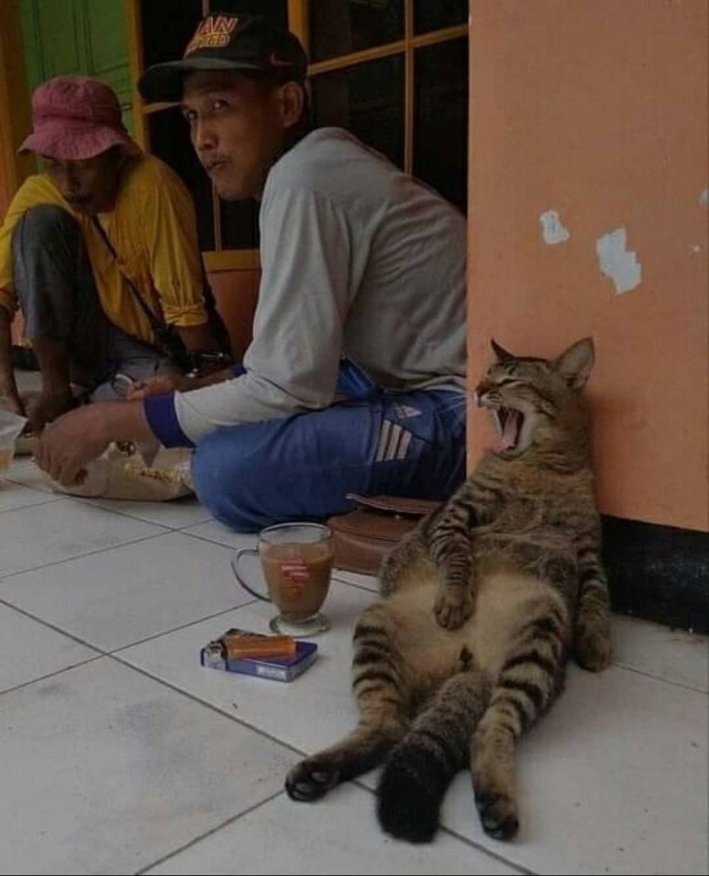 kucing kalau jadi mandor bangunan © berbagai sumber