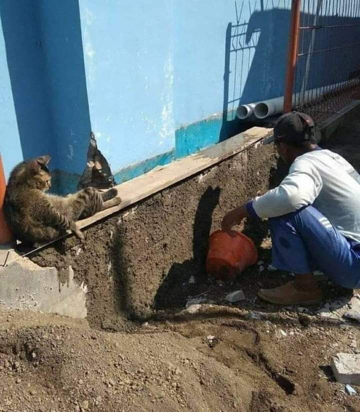 kucing kalau jadi mandor bangunan © berbagai sumber