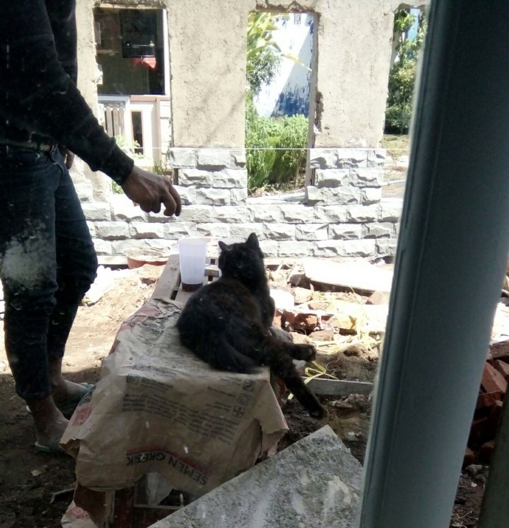 kucing kalau jadi mandor bangunan © berbagai sumber kucing kalau jadi mandor bangunan © berbagai sumber