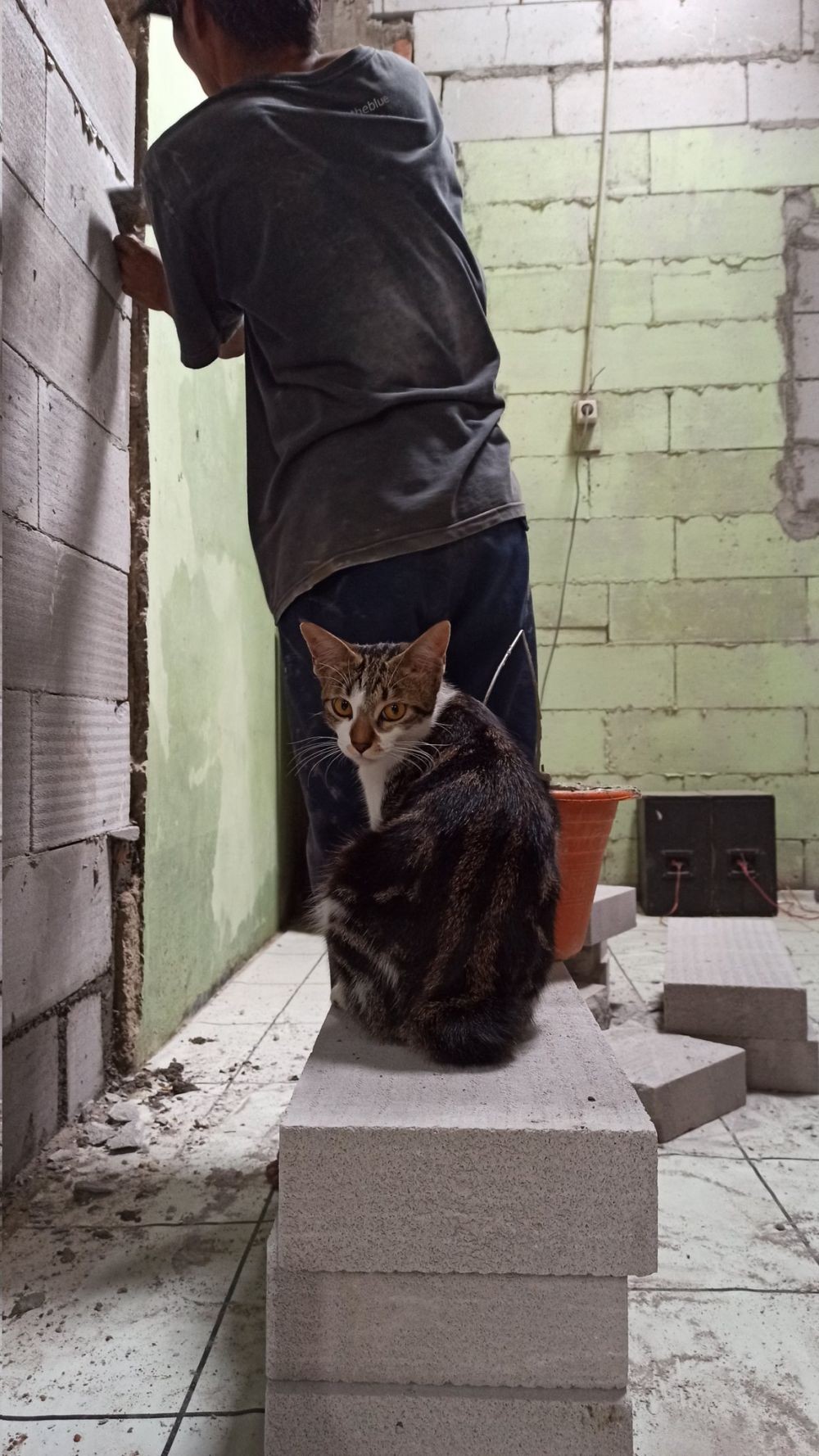 kucing kalau jadi mandor bangunan © berbagai sumber kucing kalau jadi mandor bangunan © berbagai sumber