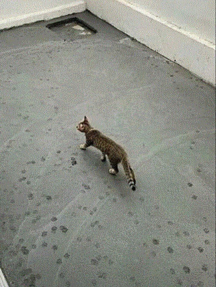 kucing kalau jadi mandor bangunan © berbagai sumber kucing kalau jadi mandor bangunan © berbagai sumber