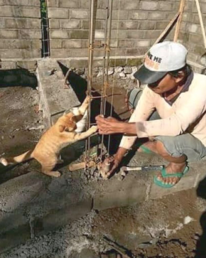 kucing kalau jadi mandor bangunan © berbagai sumber kucing kalau jadi mandor bangunan © berbagai sumber