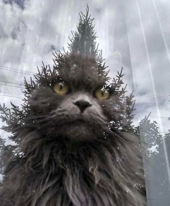 Potret ilusi optik hewan Borepanda.com Potret ilusi optik hewan Borepanda.com