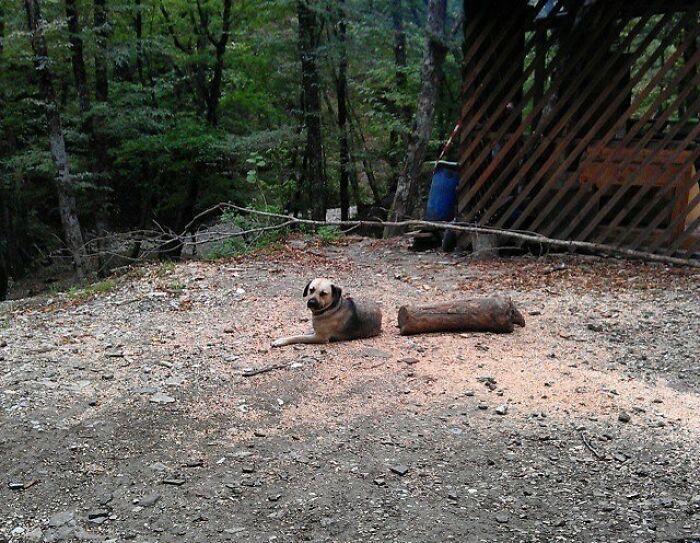 Potret ilusi optik hewan Borepanda.com Potret ilusi optik hewan Borepanda.com