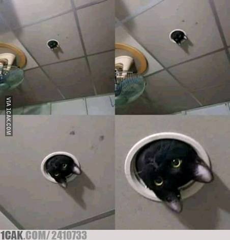 potret cctv menipu mata  © berbagai sumber potret cctv menipu mata  © berbagai sumber