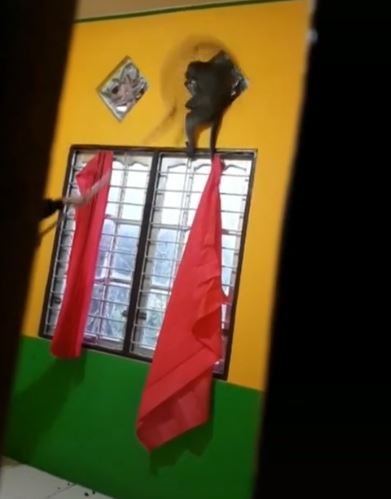 penampakan hewan masuk rumah Berbagai sumber