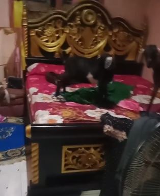 penampakan hewan masuk rumah Berbagai sumber