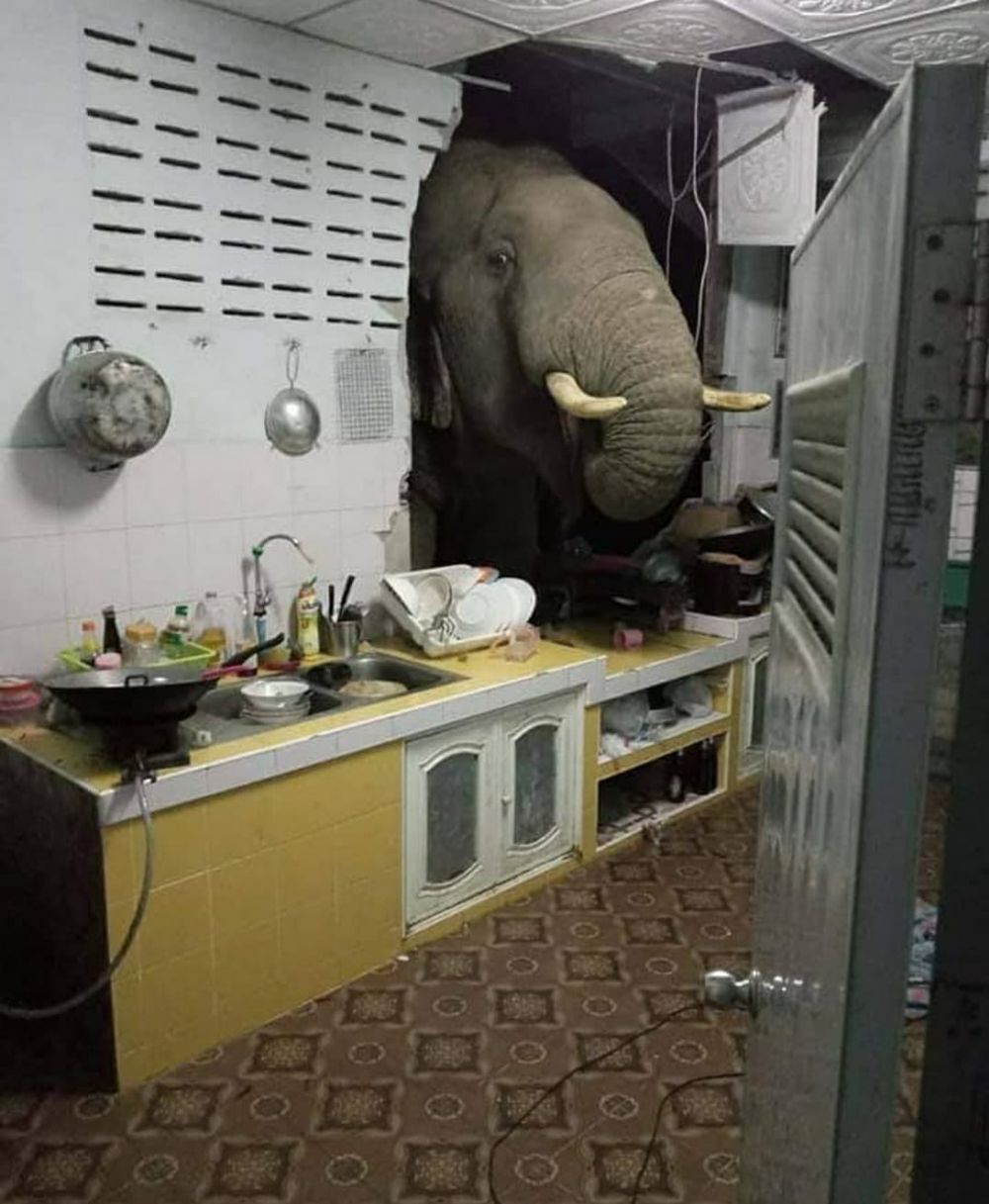 penampakan hewan masuk rumah Berbagai sumber