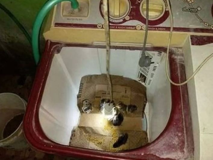 penampakan hewan masuk rumah Berbagai sumber