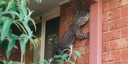 penampakan hewan masuk rumah Berbagai sumber