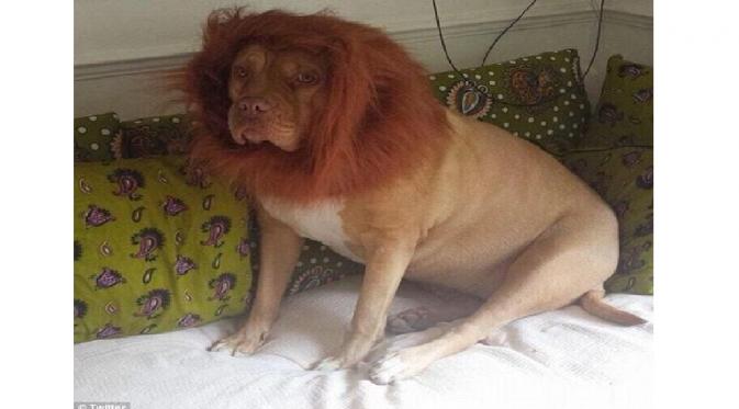 penampakan hewan masuk rumah Berbagai sumber