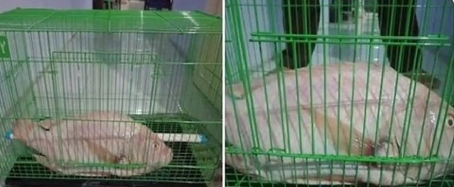 penampakan hewan masuk rumah Berbagai sumber