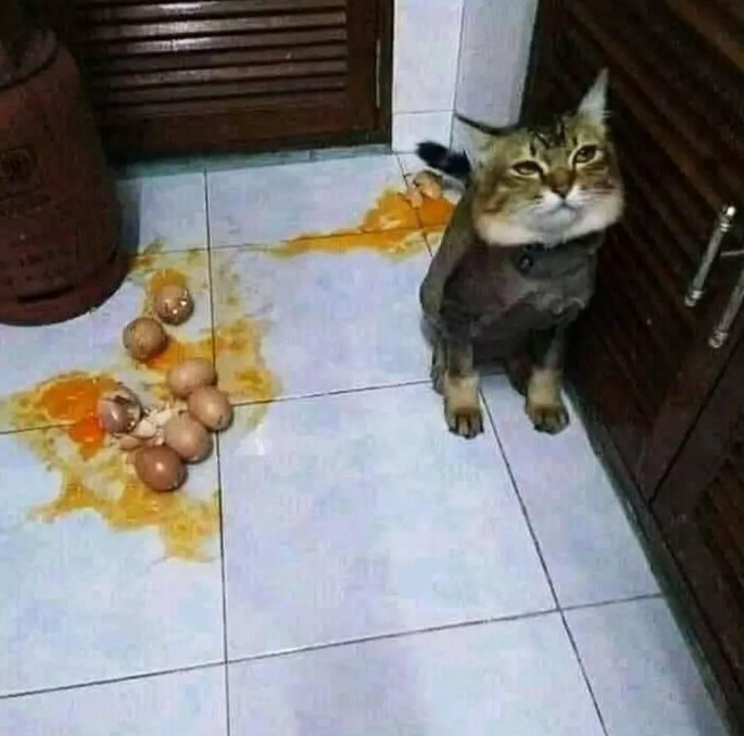 kucing bikin rumah berantakan © berbagai sumber