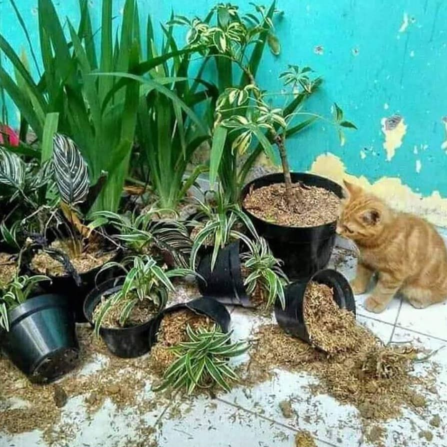 kucing bikin rumah berantakan © berbagai sumber