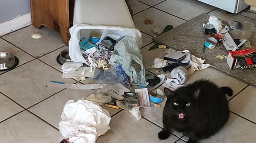 15 Tingkah kocak kucing bikin rumah berantakan, mau marah nggak bisa