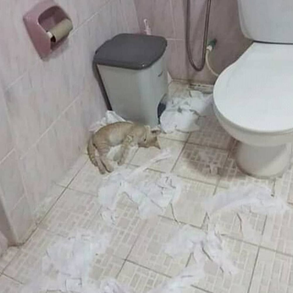 kucing bikin rumah berantakan © berbagai sumber