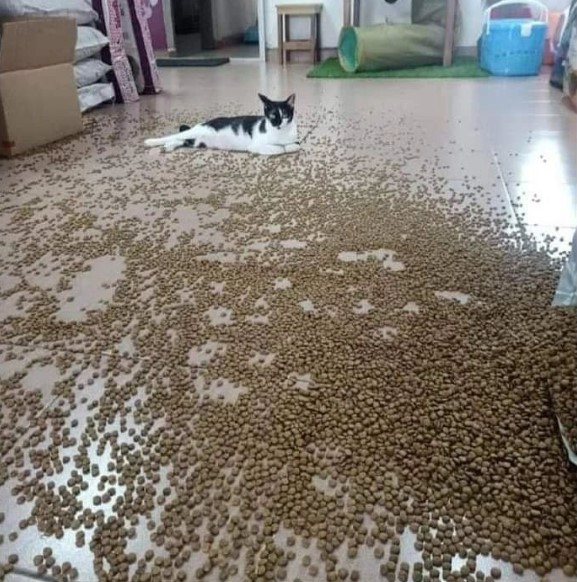 kucing bikin rumah berantakan © berbagai sumber