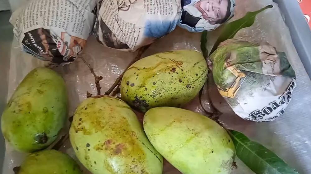 Trik mematangkan buah mangga secara cepat dan alami, mudah dilakukan
