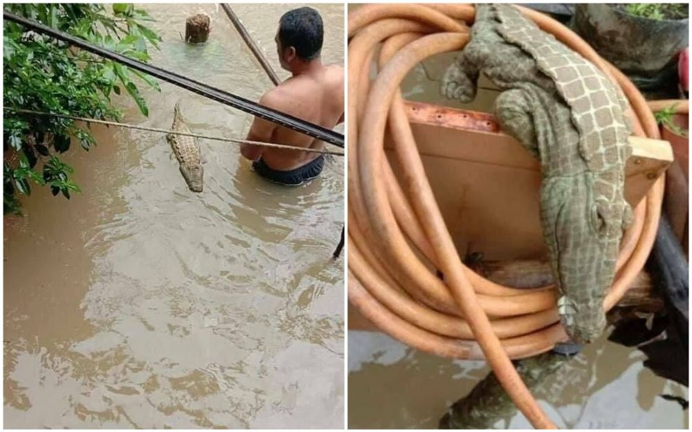 potret tak terduga bikin panik © berbagai sumber