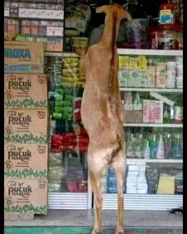 hewan nggak pada tempatnya nyeleneh © berbagai sumber